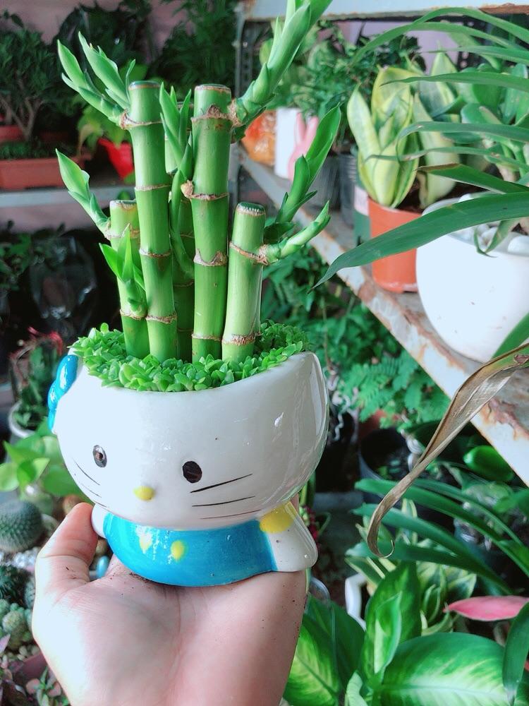 Chậu Trúc Phát Tài