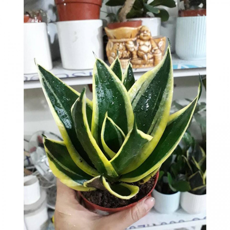 Cây Lưỡi Hổ Chậu Nhựa