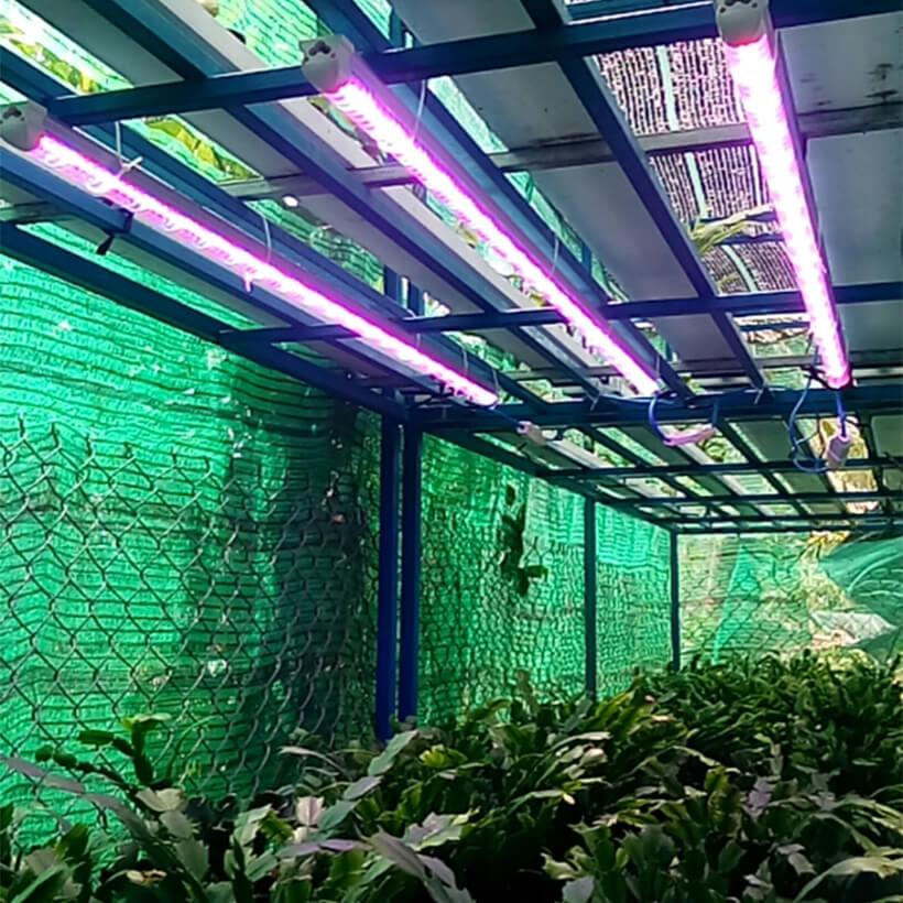 Đèn Quang Hợp Trồng Cây Trong Nhà Green Smart Light 30W (đèn dài 1.2 mét) được ứng dụng rộng rãi như trồng rau sạch tại nhà, trồng cây cảnh trong nhà, cây văn phòng, trồng rau thủy canh, các mô hình nuôi cây mô và cây con