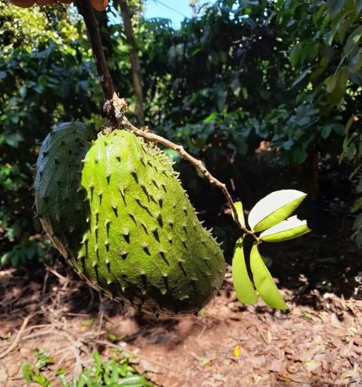 Cây giống mãng cầu xiêm cây ghép mắt nhanh cho trái