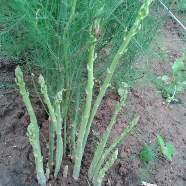 Hạt giống măng tây xanh 50 hạt