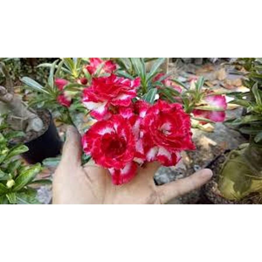 CÂY HOA SỨ" Đ1" HOA CỰC ĐẸP CHUẨN GIỐNG