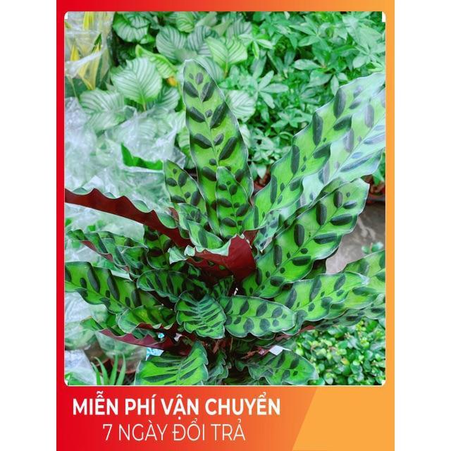 Đuôi Công Phụng Xanh