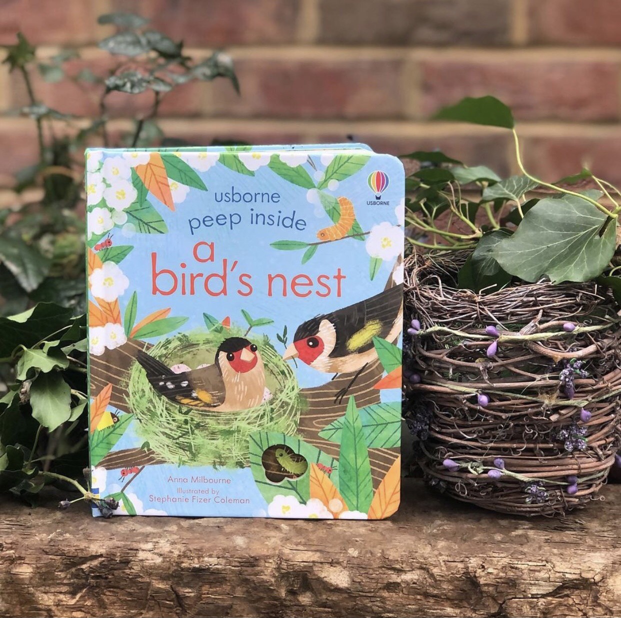 Peep Inside a bird's nest