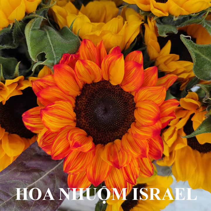 Nước Màu Nhuộm Hoa Tươi Màu Cam Israel Color Sodium For Fresh Flowers