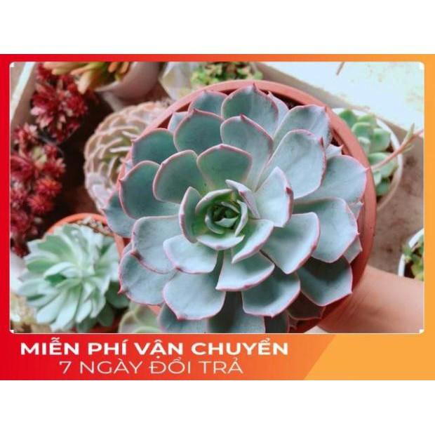 Chậu sen đá hồng phấn size đại