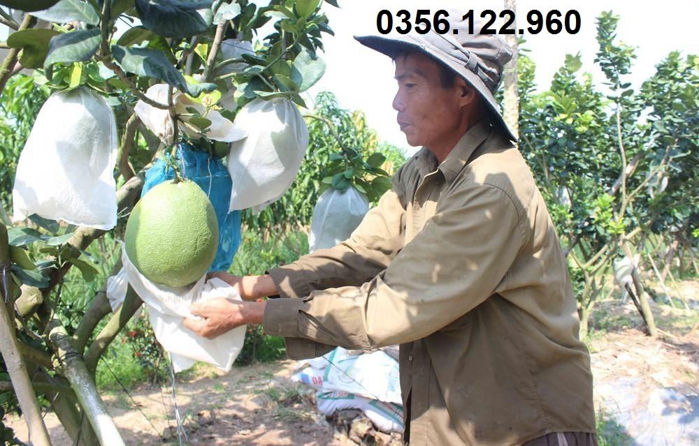 300 túi bọc trái cây Ánh Dương kích thước 30x30cm