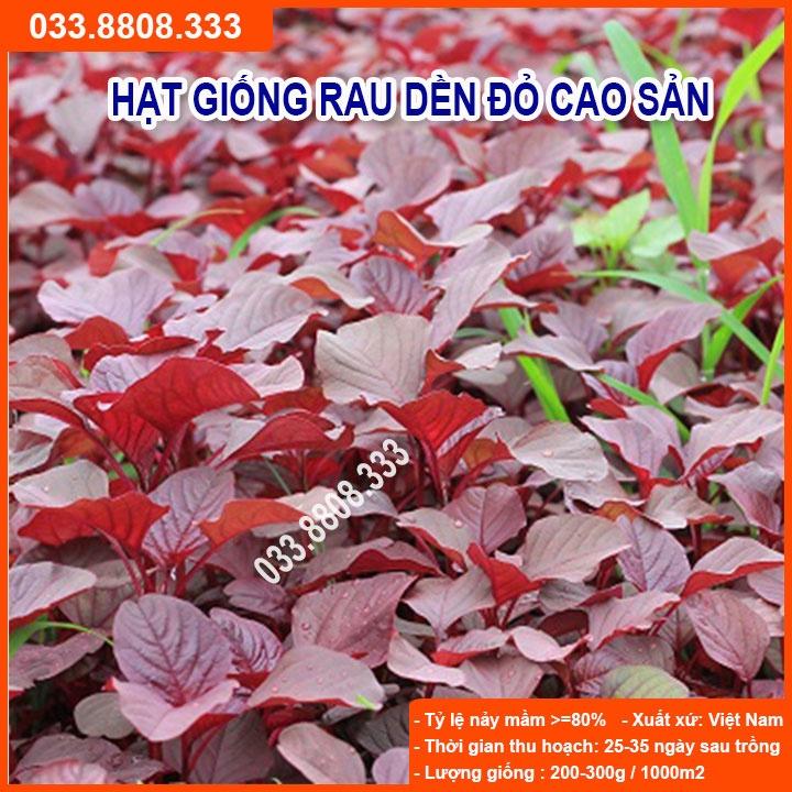 Hạt Giống Rau Dền Đỏ 20gram -Giống Tốt Giá Rẻ