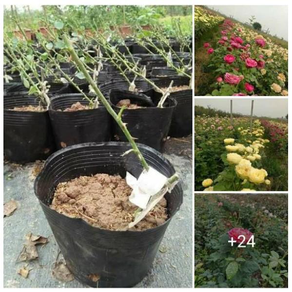 Combo 03 Gốc Hồng Bụi F1 Rễ Trần