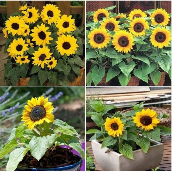 Hạt giống hoa hướng dương lùn vàng 30 hạt/gói