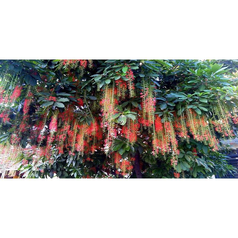 Cây lộc vừng giống - cây giống