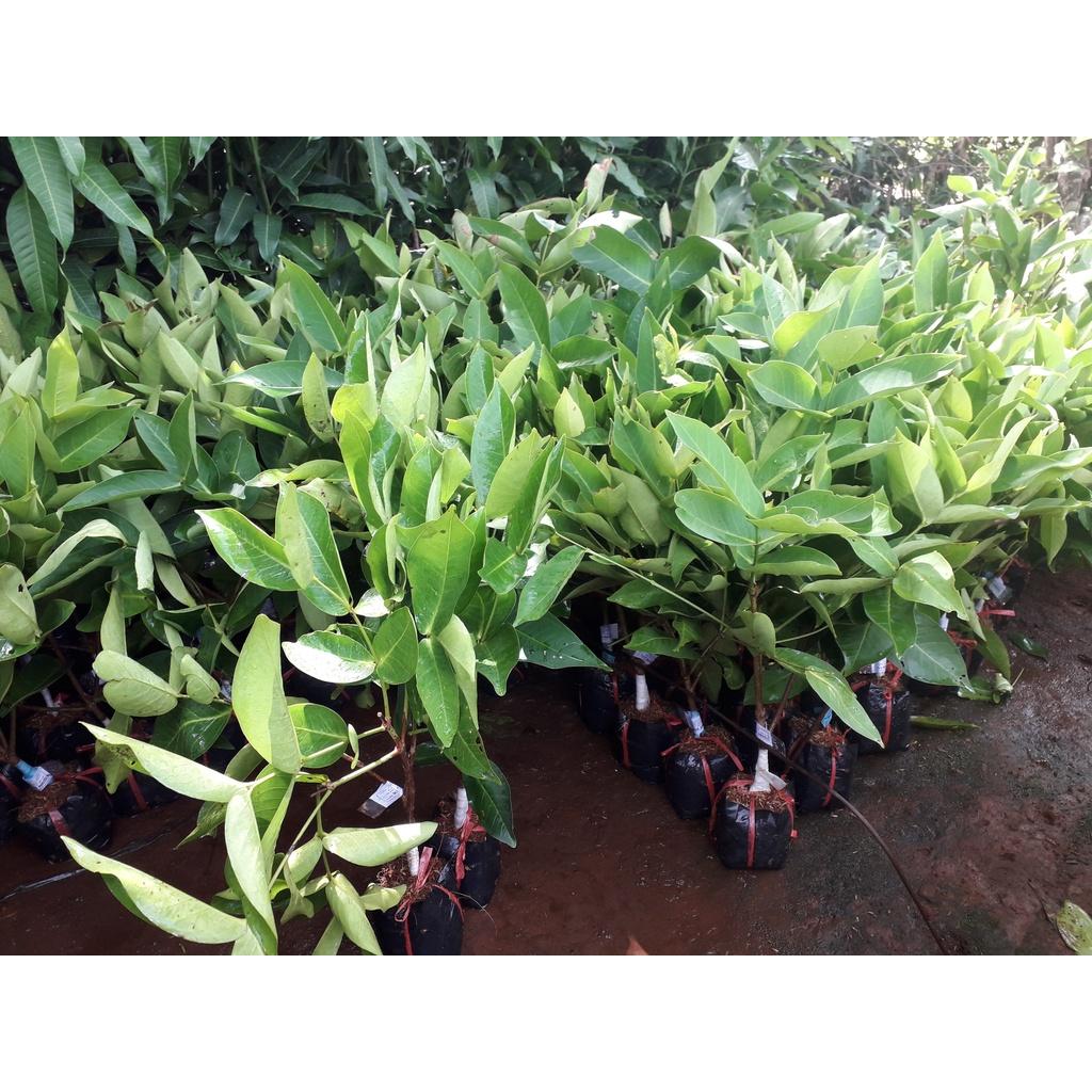 CÂY GIỐNG MẬN AN PHƯỚC mận roi đỏ). )