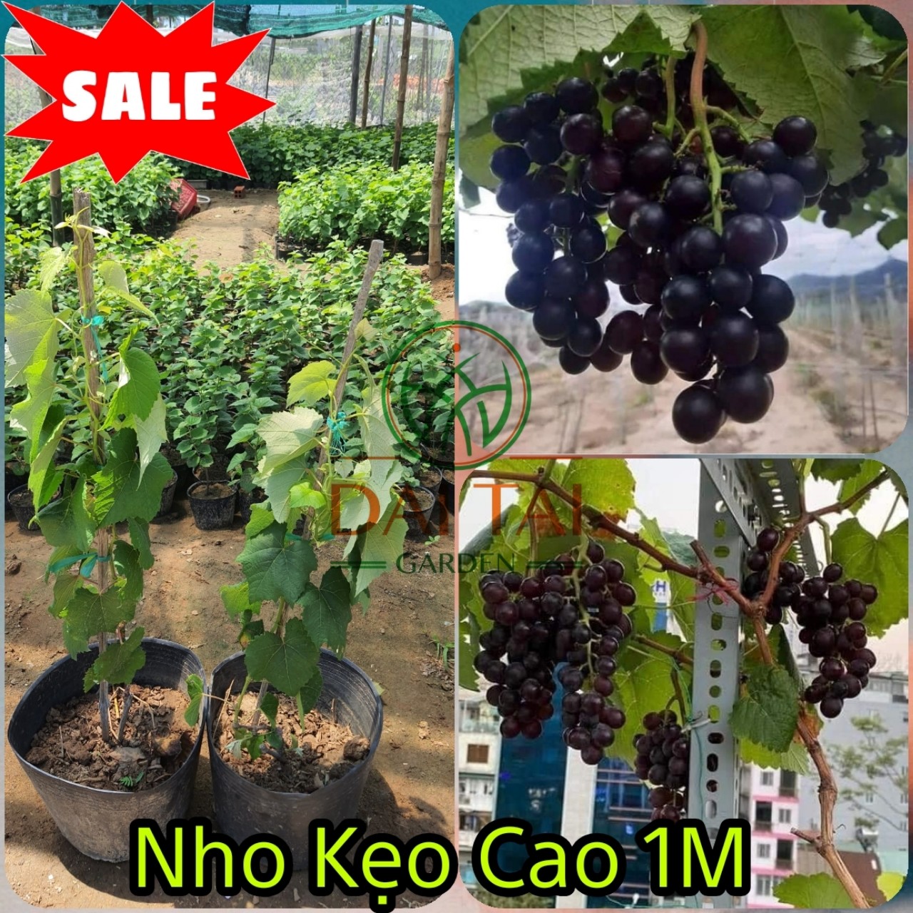 Cây Nho Kẹo 126 Cao Sẵn 1M - Trồng 3 Tháng Có Trái - Hỗ Trợ Kĩ Thuật Đến Ra Trái
