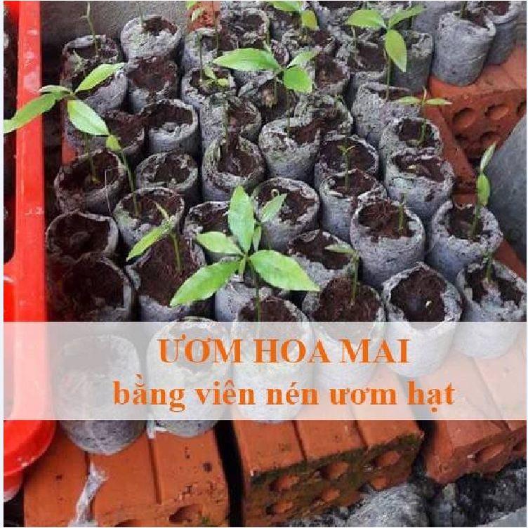 Bộ 50 viên nén sơ dừa ươm hạt giâm cành