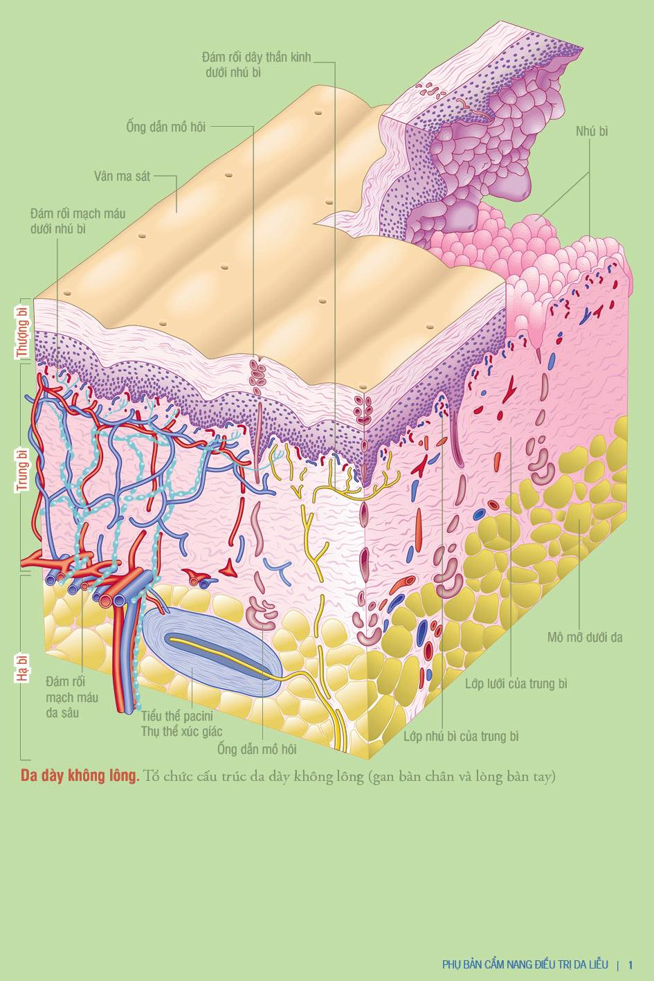 Cẩm nang điều trị Da liễu bản thứ 8 (tiếng Việt) - Manual of Dermatologic Therapeutics 8th edition - Tặng kèm Phụ chương màu &quot;Sang thương căn bản trên da&quot;