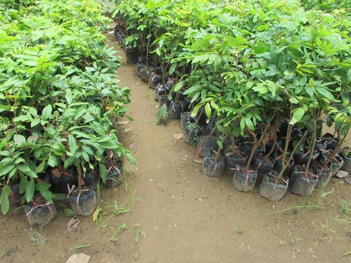 Cây giống Nhãn Xuồng Cơm Vàng giống nhãn ghép ngon nổi tiếng