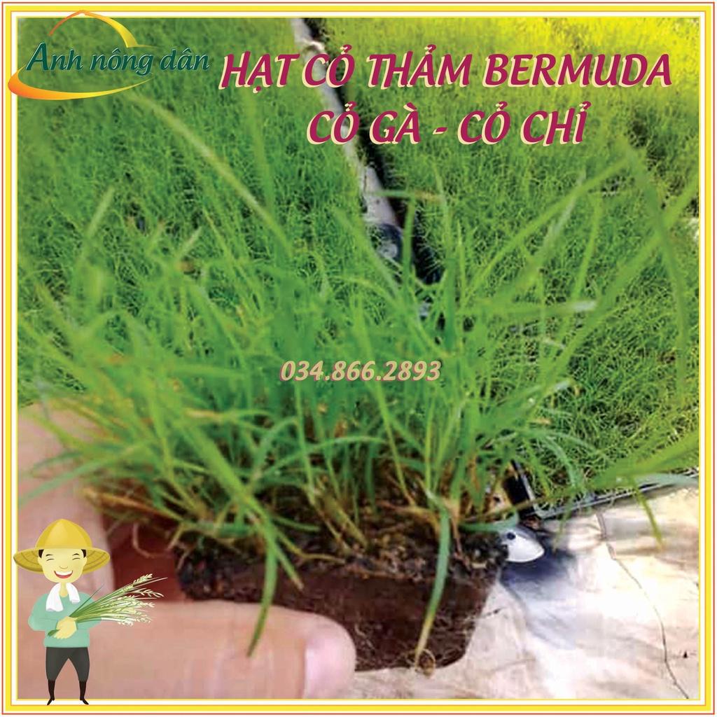 1kg Hạt giống cỏ trồng thảm bermuda - Hạt giống cỏ gà, cỏ chỉ