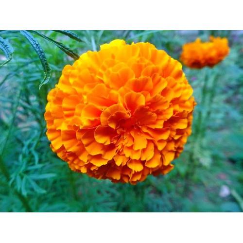 1000 Hạt Giống Hoa Các Loại ĐỒNG GIÁ - NGUYÊN GÓI - TỶ LỆ NẢY MẦM CAO