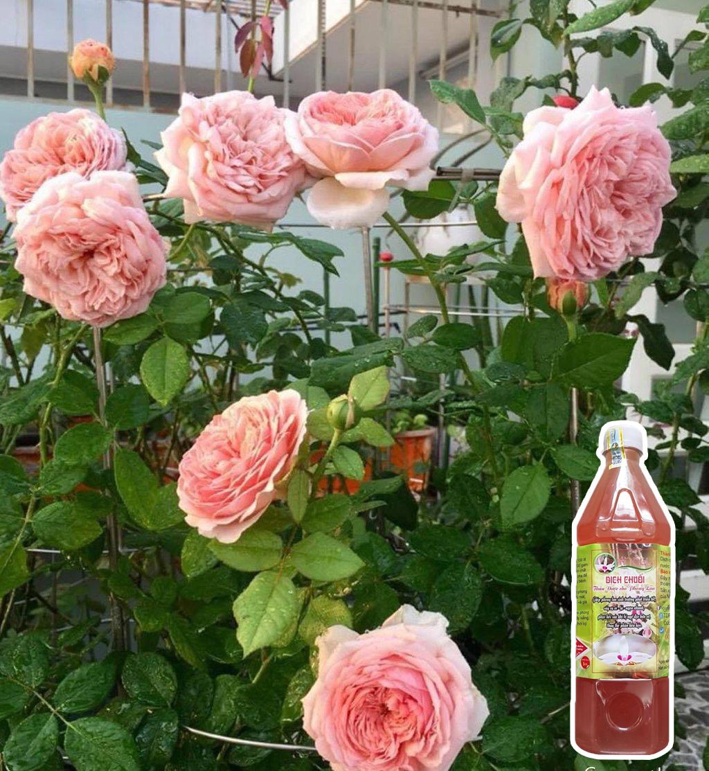 Phân Bón Hữu Cơ Dịch Chuối - Chai 1L - Thần Dược Kích Rễ, Kích Thích Sinh Trưởng, Ra Hoa Nhiều Đẹp, Nhiều Trái Cho Lan