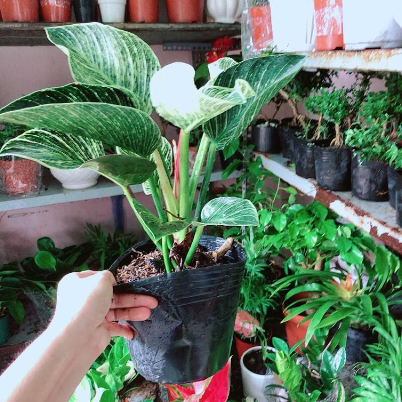 Trầu Bà Kim Cương