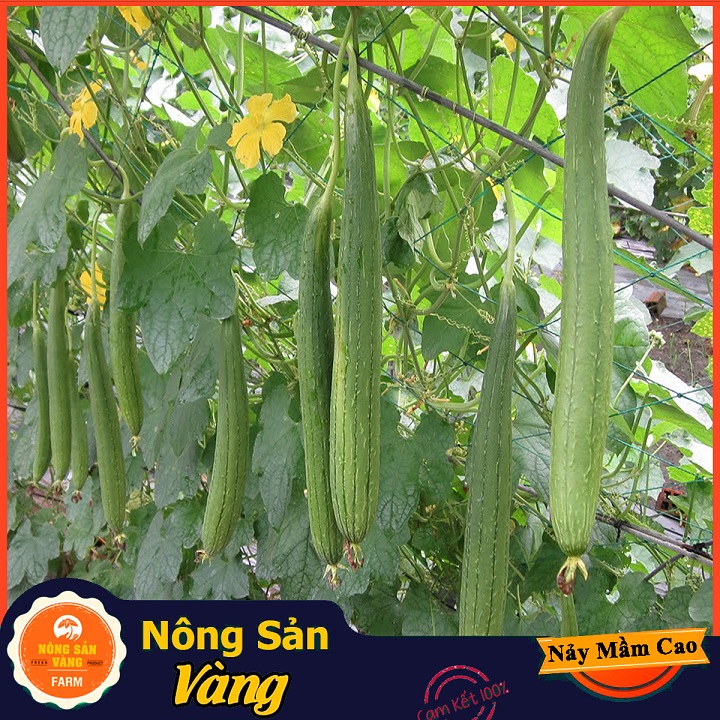 Hạt giống Mướp Hương ( Gói 15 hạt ) - Nông Sản Vàng