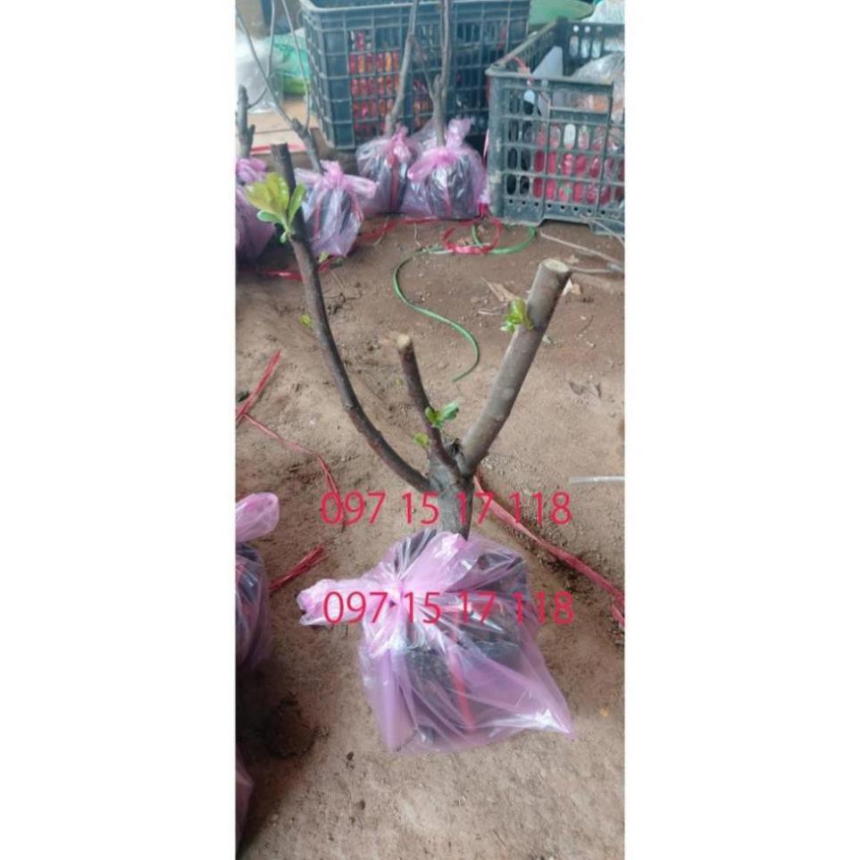 Cây Giống Hoa Mai Đỏ, Chơi Tết, Đem Lại Tài Lộc Cho Gia Chủ