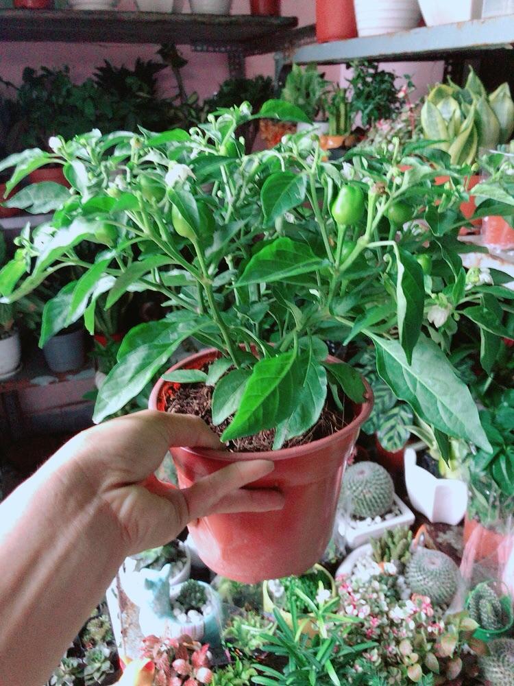 Cây Ớt Kiểng