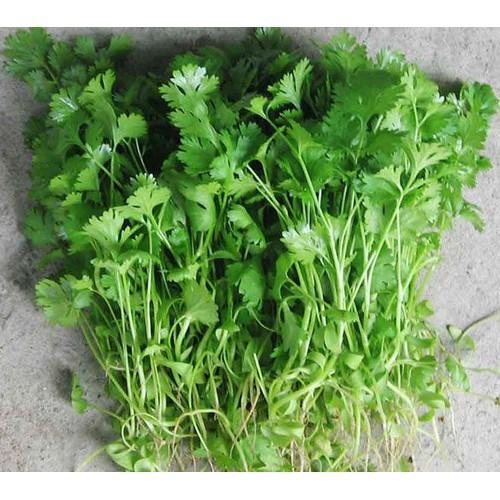 Hạt giống Rau Ngò Rí , đóng gói 20gr