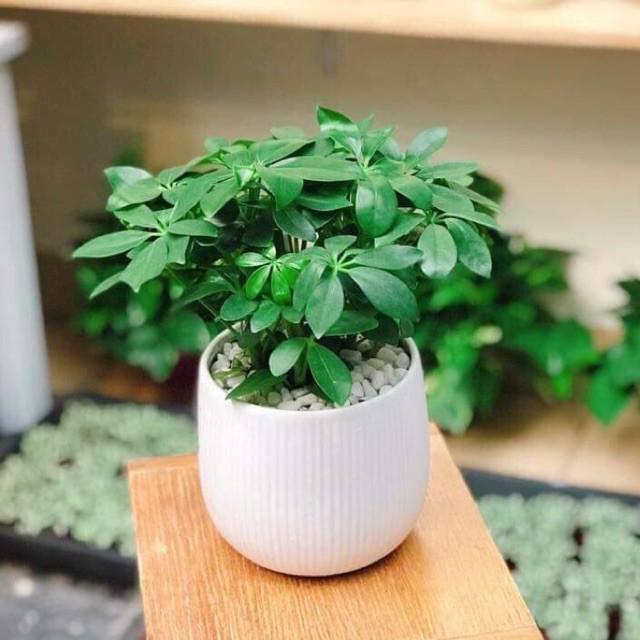 Cây Ngũ Gia Bì - Cây Đuổi Muỗi