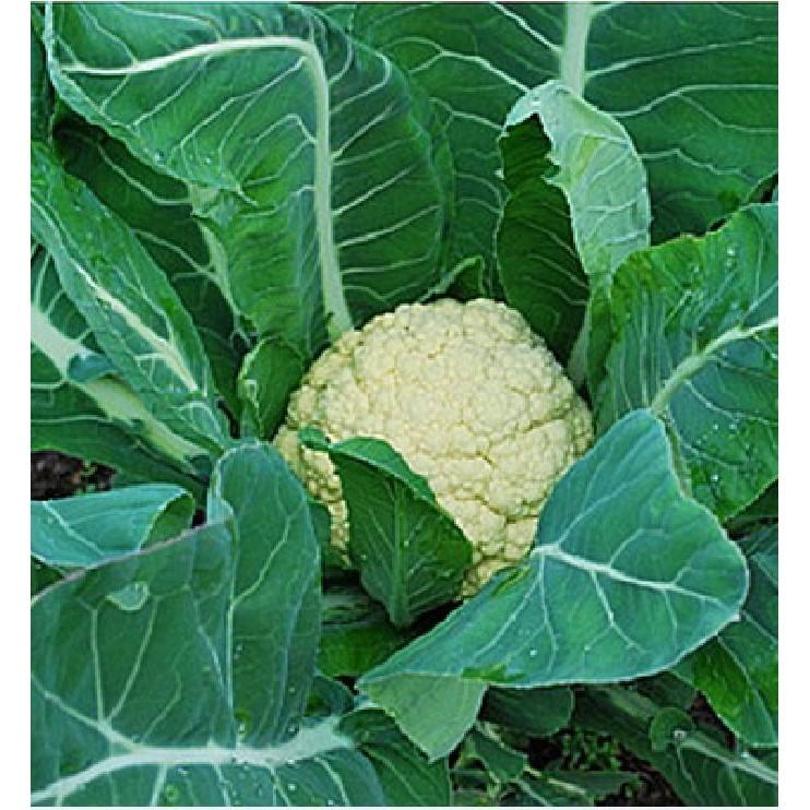 Hạt giống Súp lơ trắng – 0.2Gram/Gói