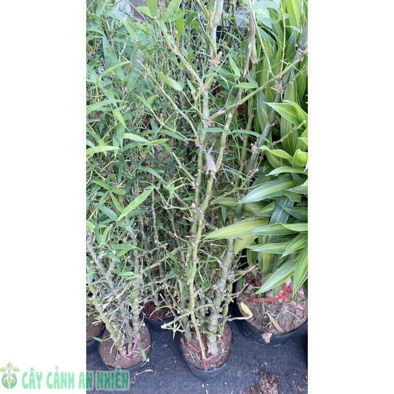 Bụi Trúc Quan Âm