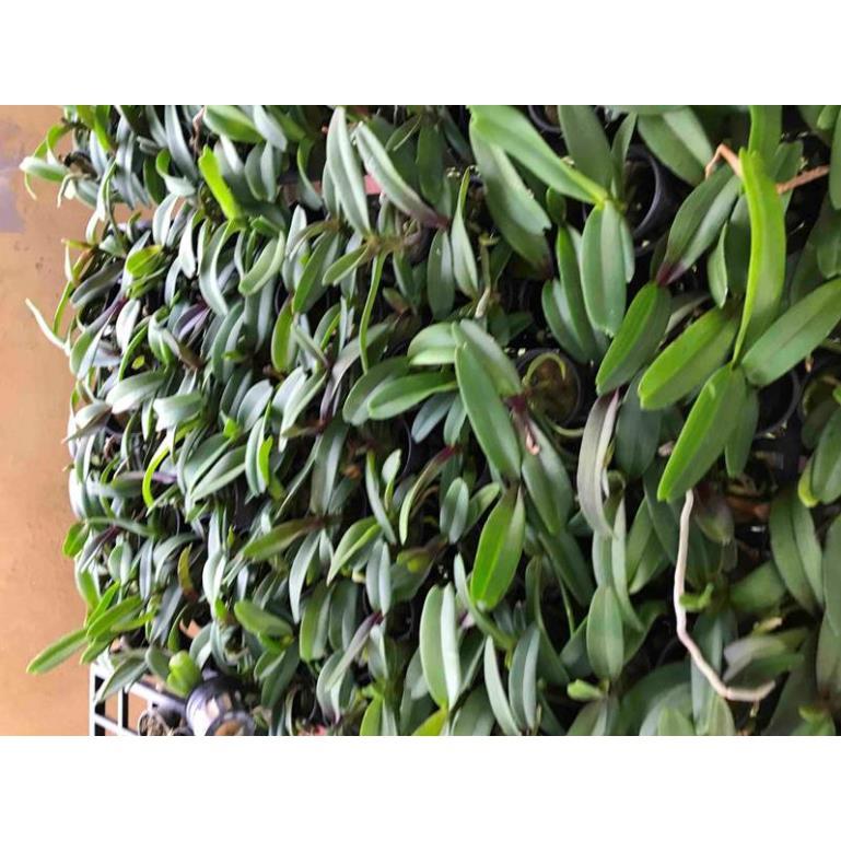 Ngọc điểm giống nhiều màu hoa bộ 10 cốc - Ngọc điểm giống