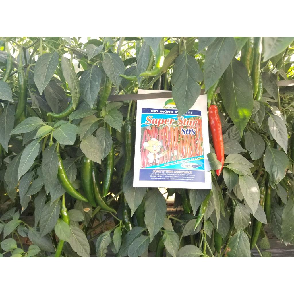 Hạt Giống ớt chỉ địa lai F1 Agri Star 808