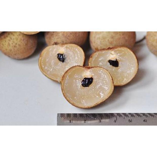 Cây giống NHÃN KHÔNG HẠT THÁI LAN- NHANH VÀ SIÊU QUẢ - THƠM - NGON - Cây giống chuẩn F1