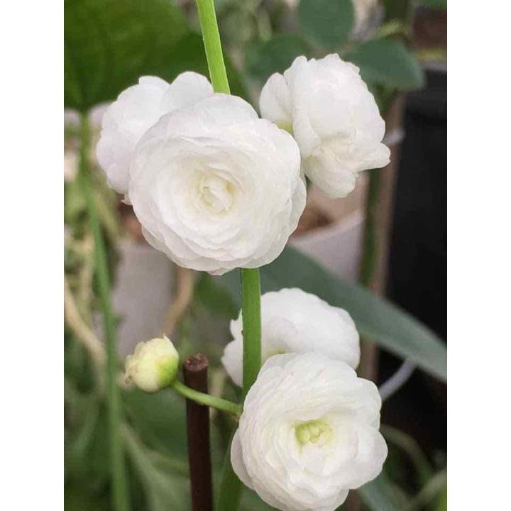 HOA BÁCH THỦY TIÊN - chậu cây to