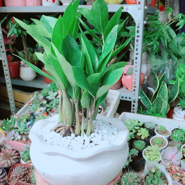 Chậu Kim Phát Tài