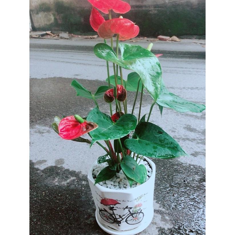 Chậu Cây Hồng Môn