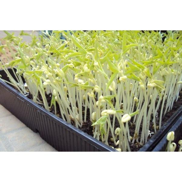 Hạt giống mầm giá đậu xanh-gói 50 gram