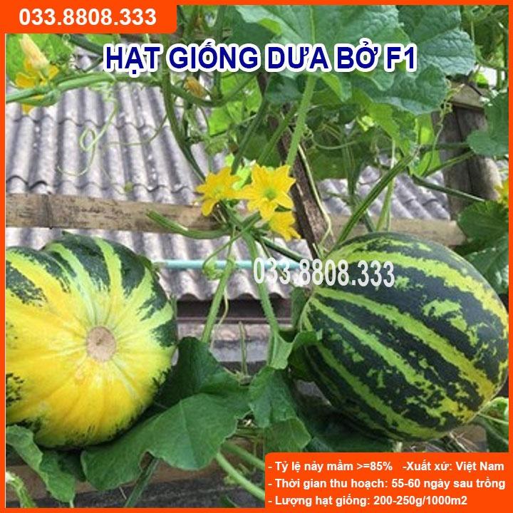 Hạt Giống Dưa Bở - Dưa Dễ Trồng Tại Nhà