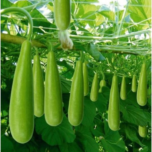 Hạt giống bầu sao dài siêu quả