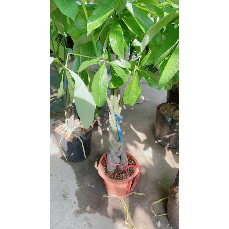 Cây Kim Ngân Bính Lớn