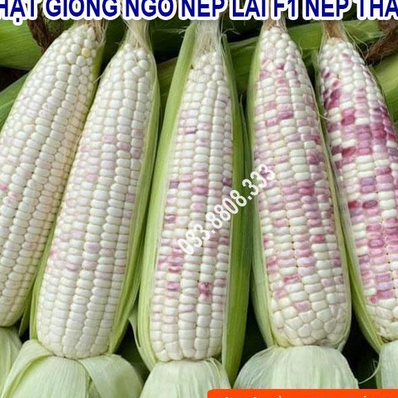 Hạt Giống Ngô Nếp To Tròn Đều Hạt Lai Nova 50gram