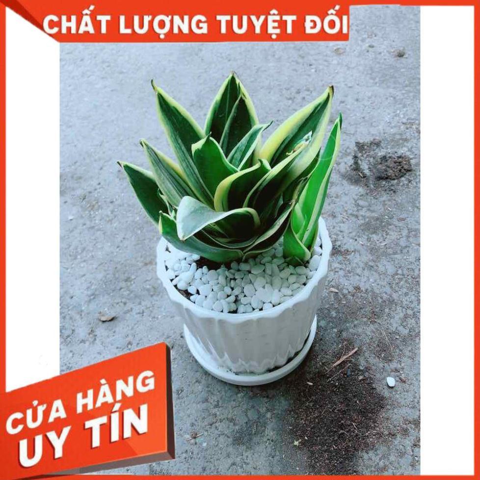 Chậu Lưỡi Hổ Thái Nhiều Người Mua