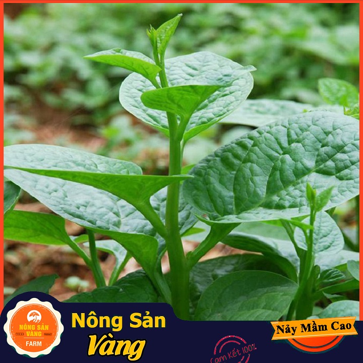 Hạt giống Mồng Tơi Xanh - Nông Sản Vàng