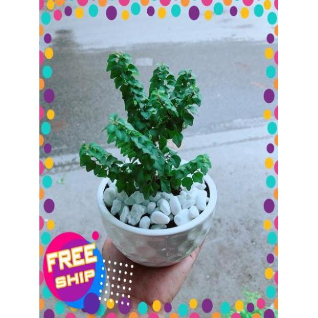 Chậu Cây Vân Sam