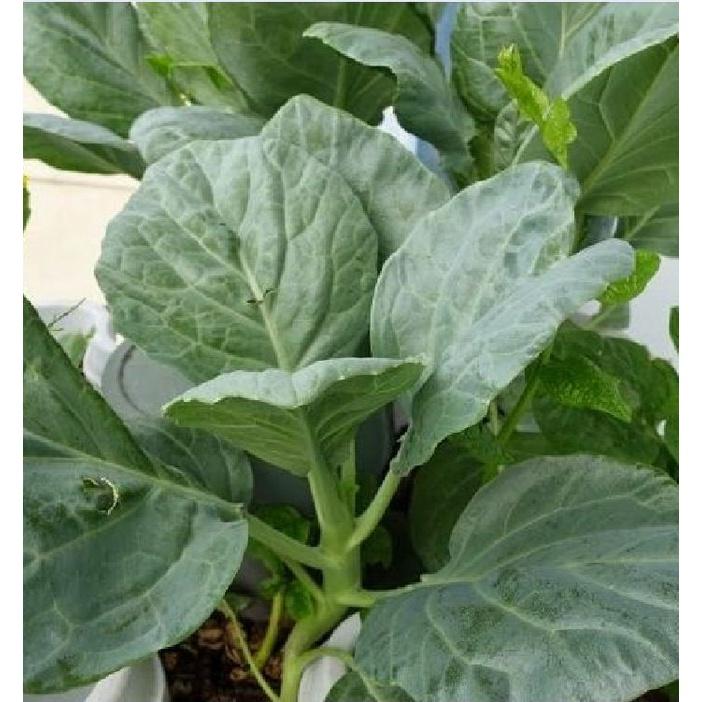 Hạt Giống Cải Rổ - Gói 1kg