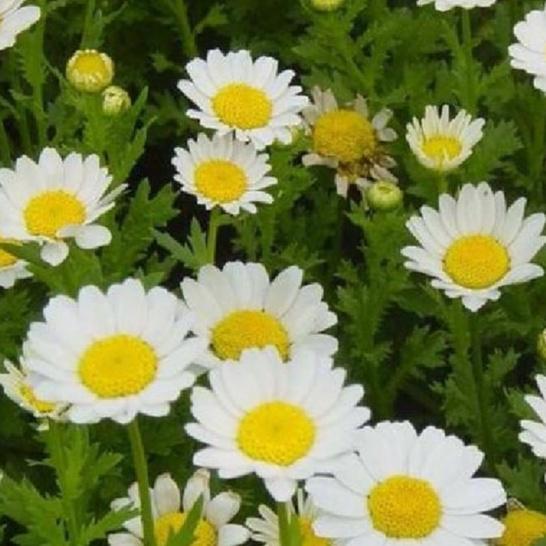 Combo 2 gói Hạt giống hoa cúc họa mi trắng-gói 50 hạt-tặng kèm gói phân bón lót