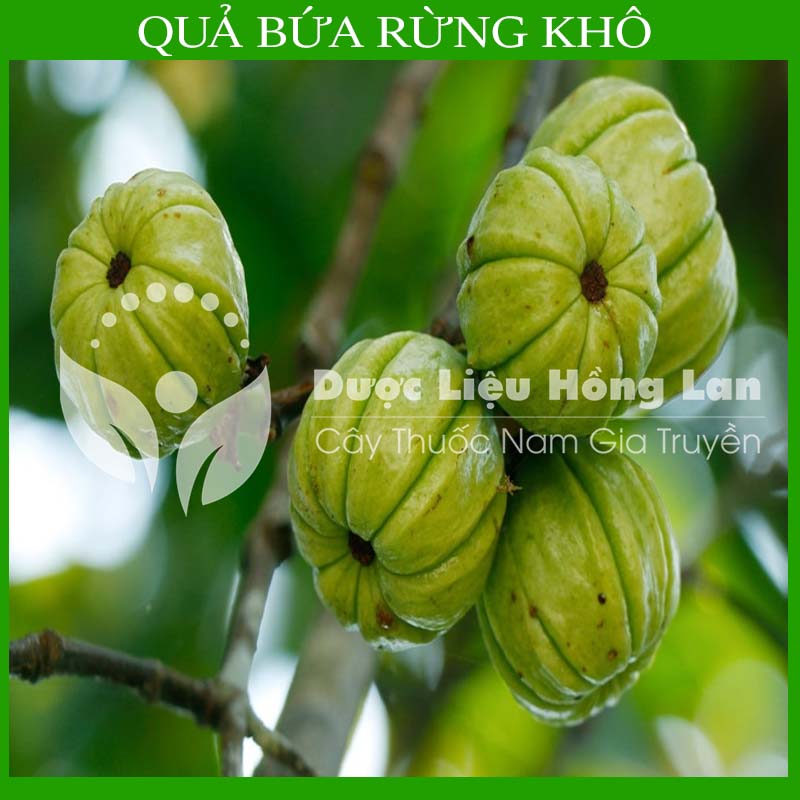 1kg Quả Bứa Rừng khô (Quả măng cụt rừng)