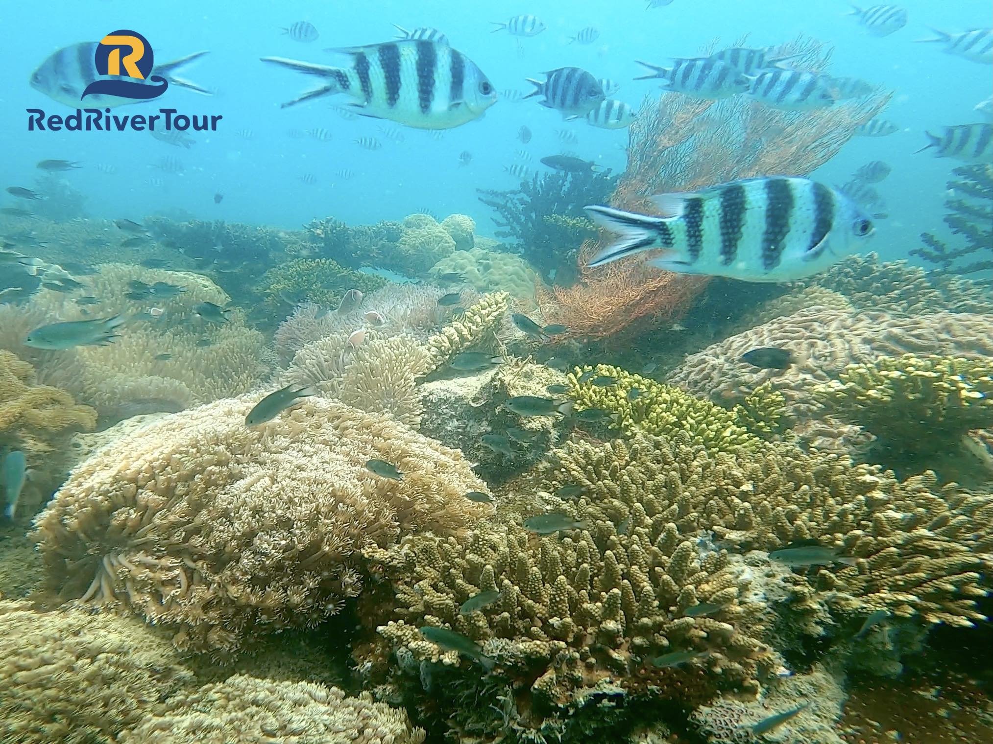 SCUBA DIVING Phi Hành Gia Dưới Đáy Đại Dương với “Bình Dưỡng Khí”