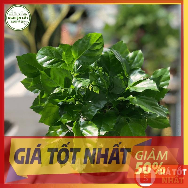 (GIẢM GIÁ) Cây hạnh phúc